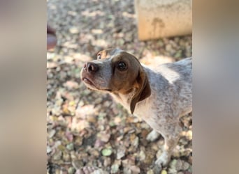 Milo – kleiner Bretonen-Mix mit großem Herz sucht seine Lieblingsmenschen