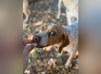 Milo – kleiner Bretonen-Mix mit großem Herz sucht seine Lieblingsmenschen