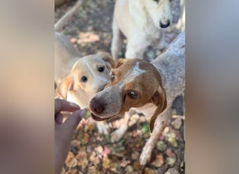 Milo – kleiner Bretonen-Mix mit großem Herz sucht seine Lieblingsmenschen