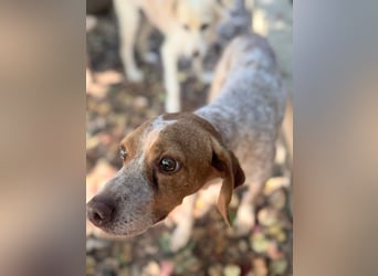 Milo – kleiner Bretonen-Mix mit großem Herz sucht seine Lieblingsmenschen