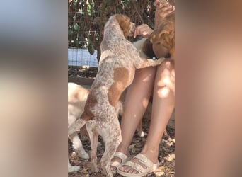 Milo – kleiner Bretonen-Mix mit großem Herz sucht seine Lieblingsmenschen