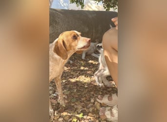 Milo – kleiner Bretonen-Mix mit großem Herz sucht seine Lieblingsmenschen