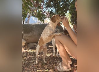 Milo – kleiner Bretonen-Mix mit großem Herz sucht seine Lieblingsmenschen