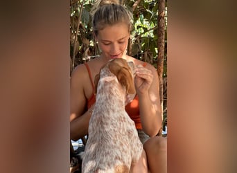 Milo – kleiner Bretonen-Mix mit großem Herz sucht seine Lieblingsmenschen