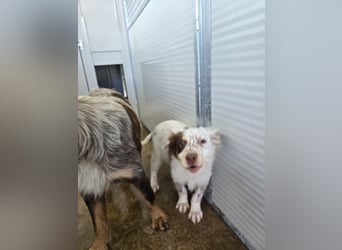 Lello: endlich durchstarten