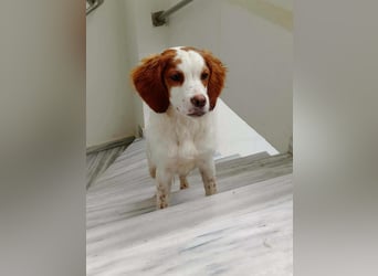 Bretonen Mix Yuri sucht aktive Familie