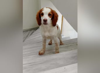 Bretonen Mix Yuri sucht aktive Familie