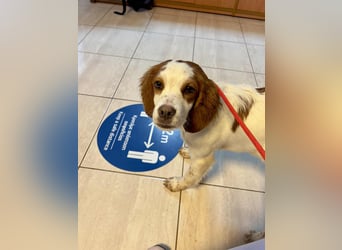 Bretonen Mix Yuri sucht aktive Familie