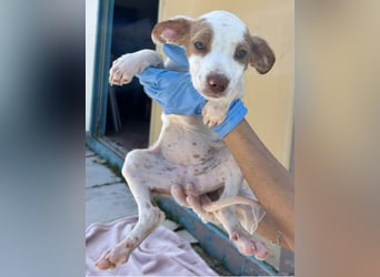 Cookie, freundliches Welpenmädchen sucht ihre Herzensmenschen