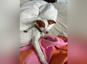 Cookie, freundliches Welpenmädchen sucht ihre Herzensmenschen