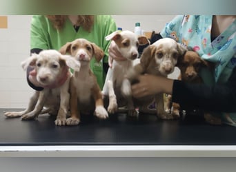 Cookie, freundliches Welpenmädchen sucht ihre Herzensmenschen