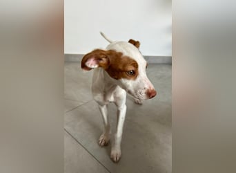 Cookie, freundliches Welpenmädchen sucht ihre Herzensmenschen