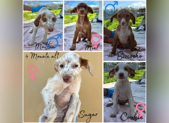 Cookie - das süße Mädchen mit den braunen Öhrchen sucht ihre Familie