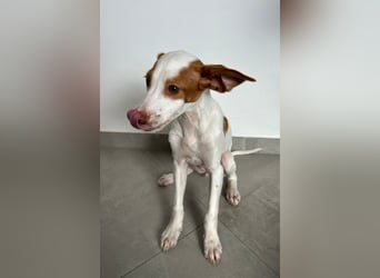 Cookie, freundliches Welpenmädchen sucht ihre Herzensmenschen