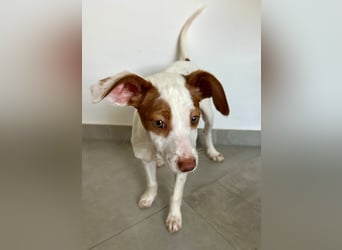 Cookie, freundliches Welpenmädchen sucht ihre Herzensmenschen