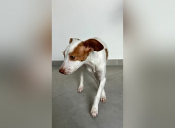 Cookie, freundliches Welpenmädchen sucht ihre Herzensmenschen