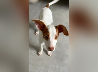 Cookie, freundliches Welpenmädchen sucht ihre Herzensmenschen