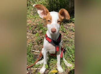 Cookie, freundliches Welpenmädchen sucht ihre Herzensmenschen
