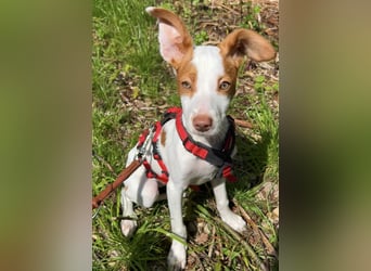 Cookie, freundliches Welpenmädchen sucht ihre Herzensmenschen