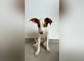 Cookie, freundliches Welpenmädchen sucht ihre Herzensmenschen