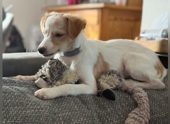Wanda, kleine zauberhafte Hündin sucht ihre Menschen