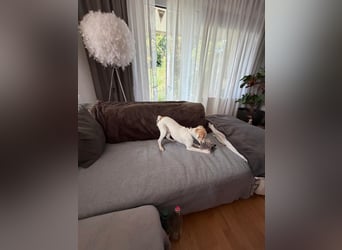 Wanda, kleine zauberhafte Hündin sucht ihre Menschen
