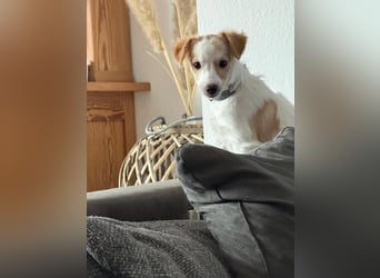 Wanda, kleine zauberhafte Hündin sucht ihre Menschen