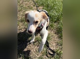 Wanda, kleine zauberhafte Hündin sucht ihre Menschen