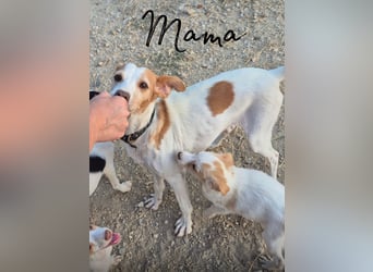 Wanda, kleine zauberhafte Hündin sucht ihre Menschen