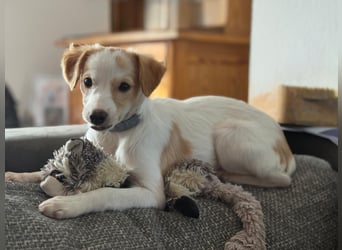 Wanda, kleine zauberhafte Hündin sucht ihre Menschen