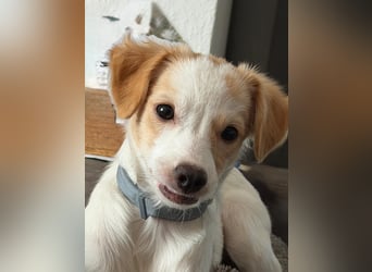 Wanda, kleine zauberhafte Hündin sucht ihre Menschen