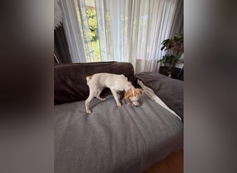 Wanda, kleine zauberhafte Hündin sucht ihre Menschen
