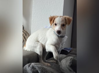 Wanda, kleine zauberhafte Hündin sucht ihre Menschen