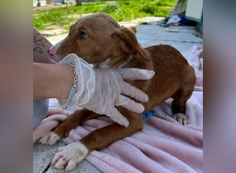 Bizcocho bringt Welpenglück nach Hause