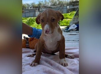 Bizcocho bringt Welpenglück nach Hause