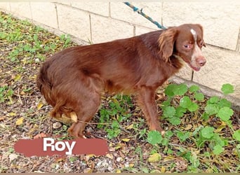 kleiner Roy sucht einfühlsame Menschen