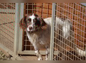 CARLOTTA - verschmuste Schönheit