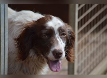 CARLOTTA - verschmuste Schönheit