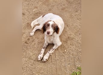 CARLOTTA - verschmuste Schönheit