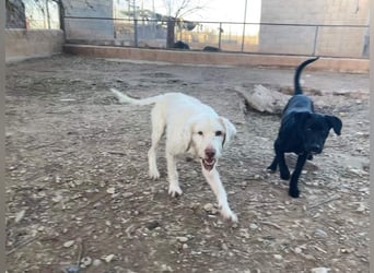 Zeus- lieber, sozialer Bub wartet nach ganz schwerer Zeit endlich auf sein liebes Für-immer-Zuhause