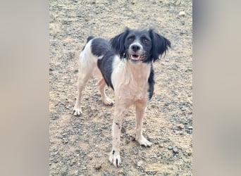 Herzallerliebste DANA-verlor ihr Zuhause weil sie lieber spielte als jagte :-)