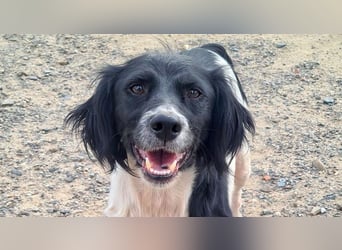 Herzallerliebste DANA-verlor ihr Zuhause weil sie lieber spielte als jagte :-)