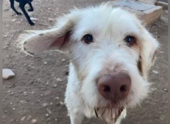 Zeus- lieber, sozialer Bub wartet nach ganz schwerer Zeit endlich auf sein liebes Für-immer-Zuhause