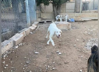 Zeus- lieber, sozialer Bub wartet nach ganz schwerer Zeit endlich auf sein liebes Für-immer-Zuhause