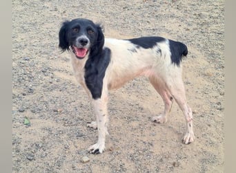 Herzallerliebste DANA-verlor ihr Zuhause weil sie lieber spielte als jagte :-)