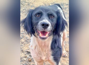 Herzallerliebste DANA-verlor ihr Zuhause weil sie lieber spielte als jagte :-)