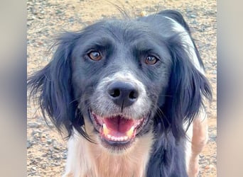 Herzallerliebste DANA-verlor ihr Zuhause weil sie lieber spielte als jagte :-)