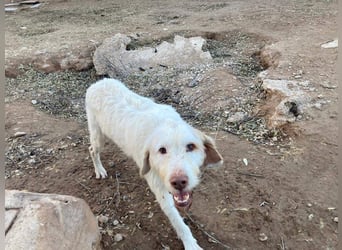 Zeus- lieber, sozialer Bub wartet nach ganz schwerer Zeit endlich auf sein liebes Für-immer-Zuhause