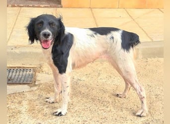 Herzallerliebste DANA-verlor ihr Zuhause weil sie lieber spielte als jagte :-)