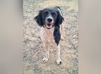 Herzallerliebste DANA-verlor ihr Zuhause weil sie lieber spielte als jagte :-)